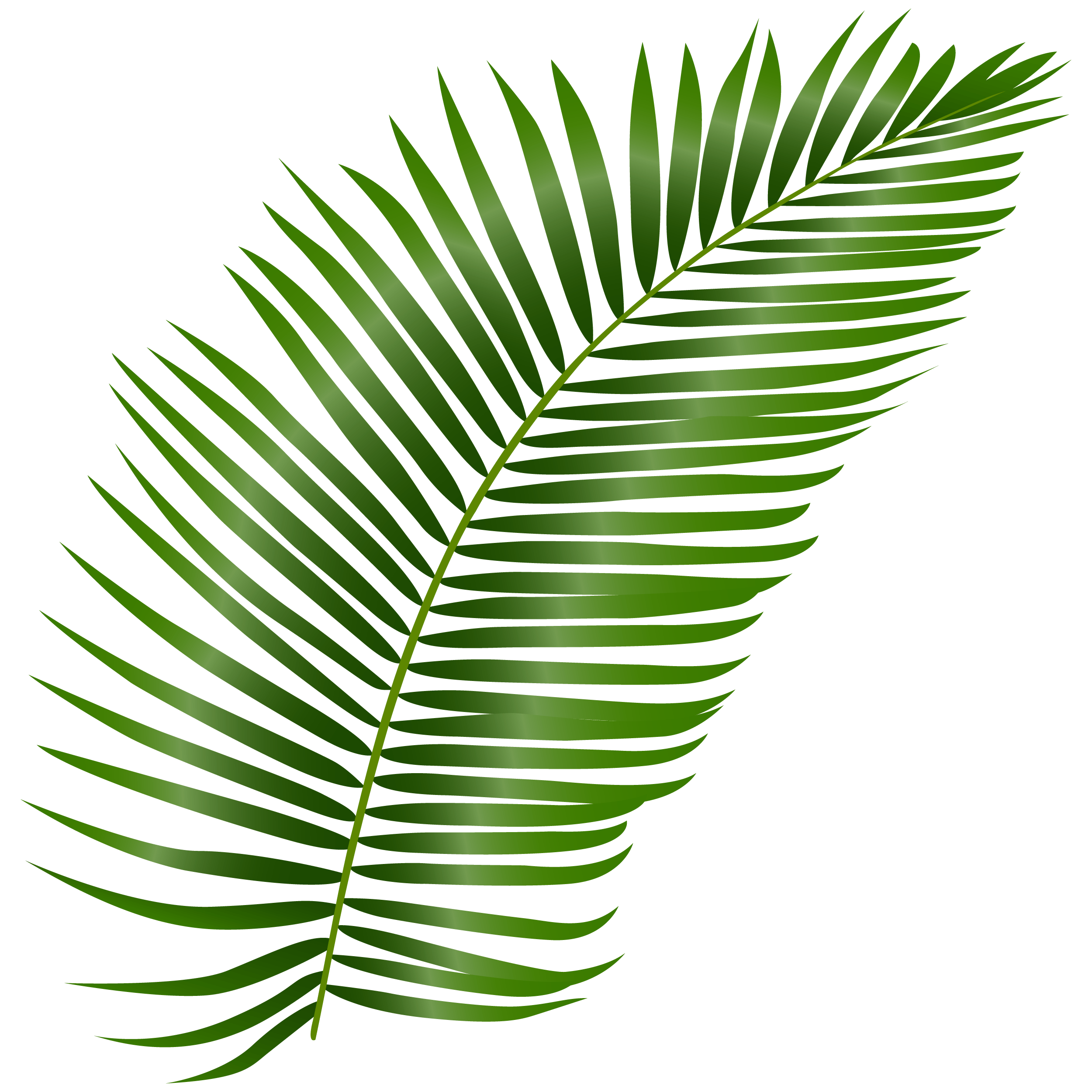 leaf image